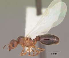 Pheidole adrianoi casent0104271 profile 2 by April Nobile. Used under a CC BY 4.0 license.