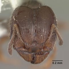 Pheidole adrianoi casent0104273 head 1 by April Nobile. Used under a CC BY 4.0 license.