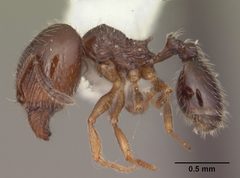 Pheidole adrianoi casent0104273 profile 1 by April Nobile. Used under a CC BY 4.0 license.