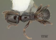 Pheidole adrianoi casent0104274 dorsal 1 by April Nobile. Used under a CC BY 4.0 license.