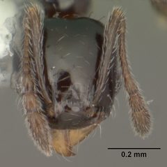 Pheidole adrianoi casent0104274 head 1 by April Nobile. Used under a CC BY 4.0 license.