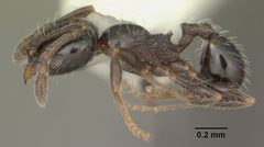 Pheidole adrianoi casent0104274 profile 1 by April Nobile. Used under a CC BY 4.0 license.