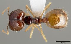 Pheidole barbata casent0005747 dorsal 1 by April Nobile. Used under a CC BY 4.0 license.