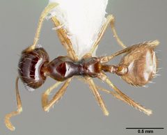 Pheidole barbata casent0005748 dorsal 1 by April Nobile. Used under a CC BY 4.0 license.