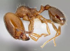 Pheidole bicarinata casent0005749 profile 1 by wikipedia. Used under a CC BY 4.0 license.