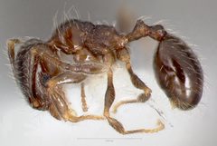 Pheidole bicarinata casent0005750 profile 1 by wikipedia. Used under a CC BY 4.0 license.