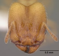 Pheidole bicarinata casent0102868 head 1 by Jen Fogarty. Used under a CC BY 4.0 license.