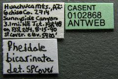Pheidole bicarinata casent0102868 label 1 by Jen Fogarty. Used under a CC BY 4.0 license.