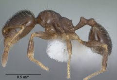 Pheidole bicarinata casent0102869 profile 1 by Jen Fogarty. Used under a CC BY 4.0 license.
