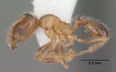 Pheidole bicarinata casent0104283 profile 1 by April Nobile. Used under a CC BY 4.0 license.