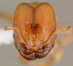 Pheidole cerebrosior casent0005753 head 1 by wikipedia. Used under a CC BY 4.0 license.