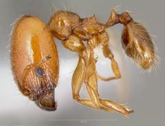 Pheidole cerebrosior casent0005753 profile 1 by wikipedia. Used under a CC BY 4.0 license.