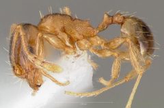 Pheidole cerebrosior casent0005754 profile 1 by wikipedia. Used under a CC BY 4.0 license.