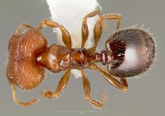 Pheidole clementensis casent0005755 dorsal 1 by wikipedia. Used under a CC BY 4.0 license.
