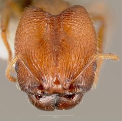 Pheidole clementensis casent0005755 head 1 by wikipedia. Used under a CC BY 4.0 license.