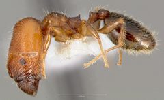 Pheidole clementensis casent0005755 profile 1 by wikipedia. Used under a CC BY 4.0 license.