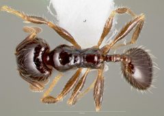 Pheidole clementensis casent0005756 dorsal 1 by wikipedia. Used under a CC BY 4.0 license.