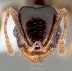 Pheidole clementensis casent0005756 head 1 by wikipedia. Used under a CC BY 4.0 license.