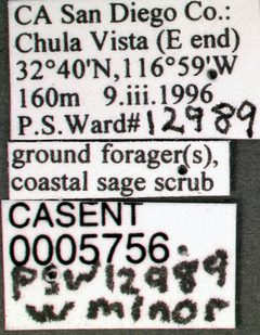 Pheidole clementensis casent0005756 label 1 by wikipedia. Used under a CC BY 4.0 license.
