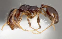 Pheidole clementensis casent0005756 profile 1 by wikipedia. Used under a CC BY 4.0 license.