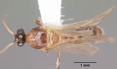 Pheidole dentata casent0103872 dorsal 1 by April Nobile. Used under a CC BY 4.0 license.