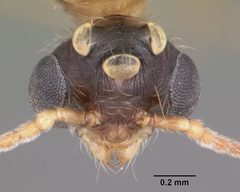 Pheidole dentata casent0103872 head 1 by April Nobile. Used under a CC BY 4.0 license.