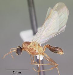 Pheidole dentata casent0103872 profile 2 by April Nobile. Used under a CC BY 4.0 license.