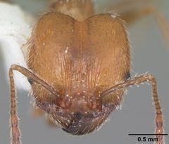 Pheidole dentata casent0103882 head 1 by April Nobile. Used under a CC BY 4.0 license.