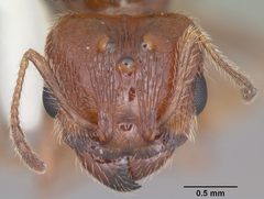 Pheidole dentata casent0103883 head 1 by April Nobile. Used under a CC BY 4.0 license.