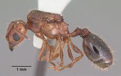Pheidole dentata casent0103883 profile 1 by April Nobile. Used under a CC BY 4.0 license.
