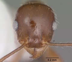 Pheidole dentata casent0104240 head 1 by April Nobile. Used under a CC BY 4.0 license.