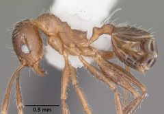 Pheidole dentata casent0104240 profile 1 by April Nobile. Used under a CC BY 4.0 license.