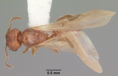 Pheidole dentigula casent0104392 dorsal 1 by April Nobile. Used under a CC BY 4.0 license.