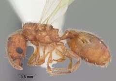 Pheidole dentigula casent0104392 profile 1 by April Nobile. Used under a CC BY 4.0 license.