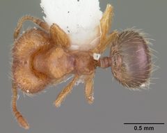 Pheidole dentigula casent0104393 dorsal 1 by April Nobile. Used under a CC BY 4.0 license.