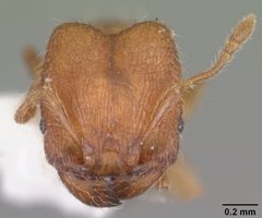 Pheidole dentigula casent0104393 head 1 by April Nobile. Used under a CC BY 4.0 license.