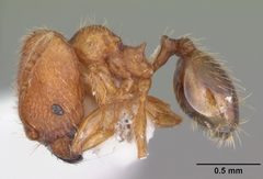 Pheidole dentigula casent0104393 profile 1 by April Nobile. Used under a CC BY 4.0 license.