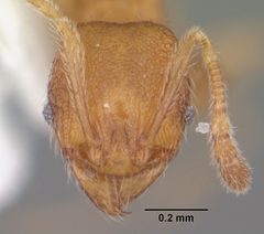Pheidole dentigula casent0104394 head 1 by April Nobile. Used under a CC BY 4.0 license.