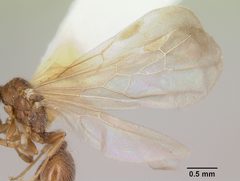 Pheidole elecebra casent0103151 profile 2 by April Nobile. Used under a CC BY 4.0 license.