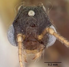 Pheidole elecebra casent0104988 head 1 by April Nobile. Used under a CC BY 4.0 license.