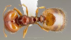 Pheidole gilvescens casent0005759 dorsal 1 by wikipedia. Used under a CC BY 4.0 license.