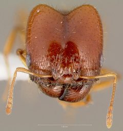 Pheidole gilvescens casent0005759 head 1 by wikipedia. Used under a CC BY 4.0 license.