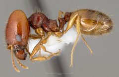 Pheidole gilvescens casent0005759 profile 1 by wikipedia. Used under a CC BY 4.0 license.