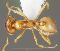 Pheidole gilvescens casent0005760 dorsal 1 by wikipedia. Used under a CC BY 4.0 license.