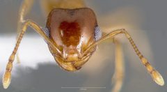 Pheidole gilvescens casent0005760 head 1 by wikipedia. Used under a CC BY 4.0 license.