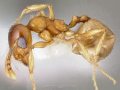 Pheidole gilvescens casent0005760 profile 1 by wikipedia. Used under a CC BY 4.0 license.