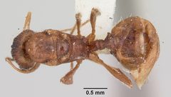 Pheidole inquilina casent0103144 dorsal 1 by April Nobile. Used under a CC BY 4.0 license.
