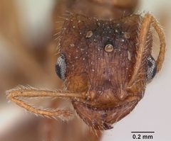 Pheidole inquilina casent0103144 head 1 by April Nobile. Used under a CC BY 4.0 license.