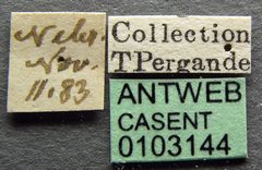Pheidole inquilina casent0103144 label 1 by April Nobile. Used under a CC BY 4.0 license.