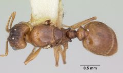 Pheidole inquilina casent0103145 dorsal 1 by April Nobile. Used under a CC BY 4.0 license.